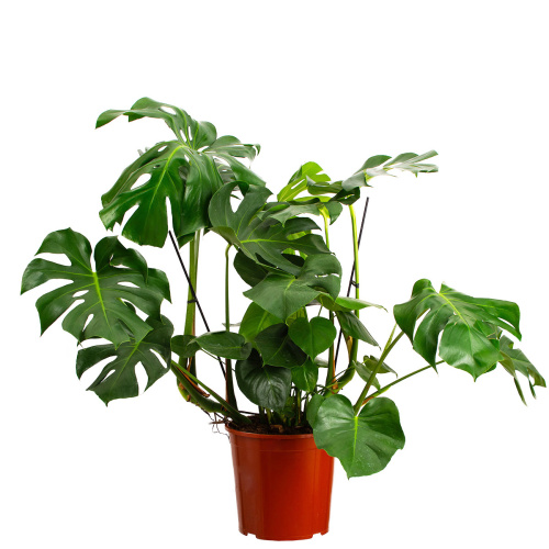 Монстера деликоза 90/31 см