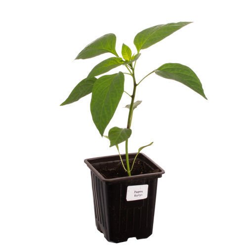 Перец декоративный 20/10 см