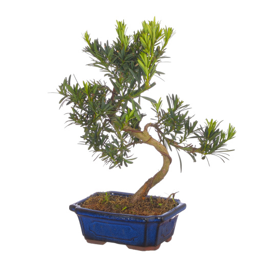 Бонсай подокарпус 40/19 см