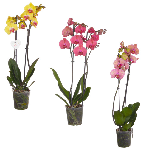 Орхидея фаленопсис йеллоу-оранж микс 2 цв 65/12 см