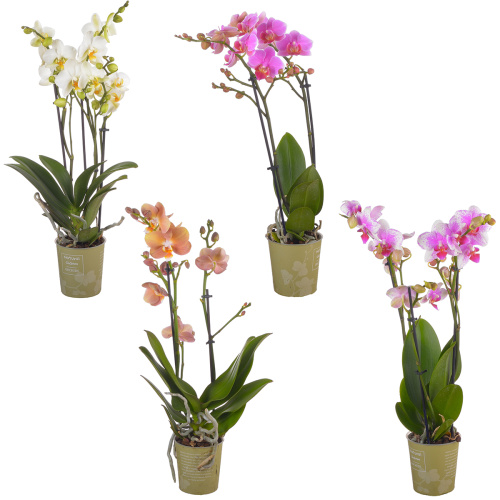 Орхидея фаленопсис мульти микс 2 цв 40/9 см