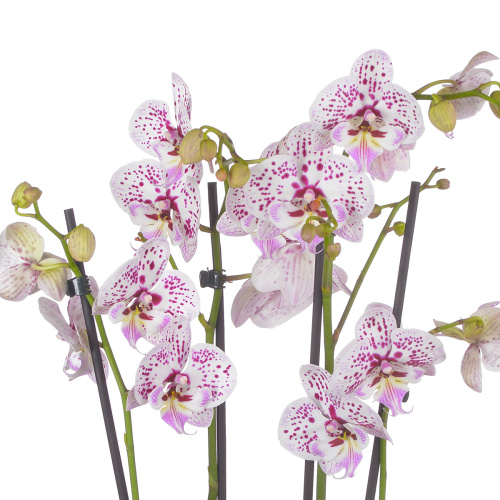 Орхидея фаленопсис экспрешнс 3 цв 60/12 см
