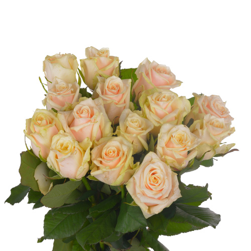 Талея 60 см (15 шт)