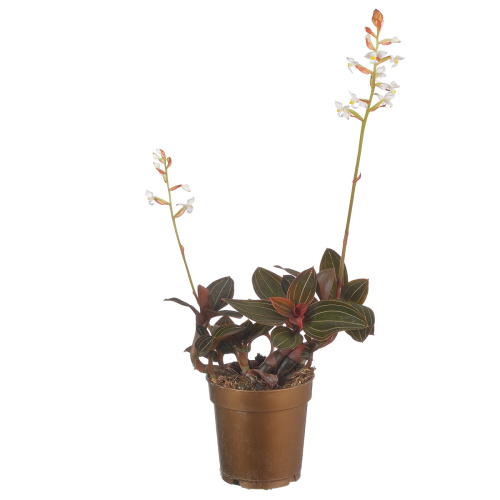 Орхидея лудизия дисколор 20/9 см