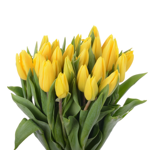 Тюльпан Стронг Голд (25 шт)