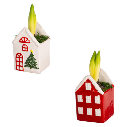 Гиацинт в деко кашпо 15/9 см