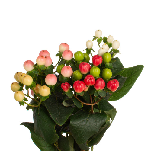 Гиперикум микс (5 шт)