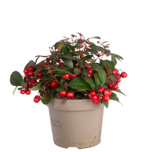 Гаультерия ред 25/12 см