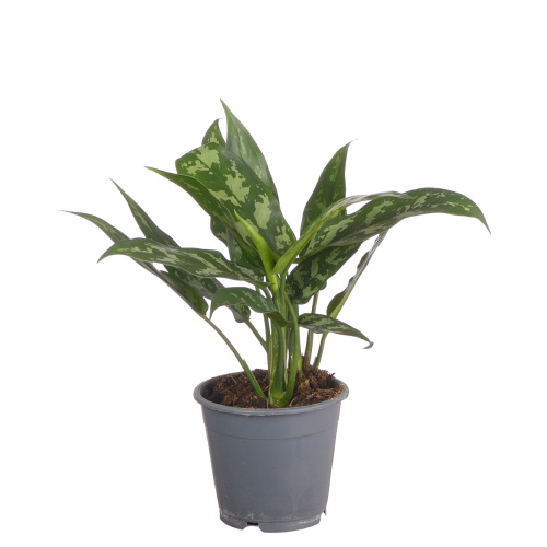 Аглаонема мария 25/11 см