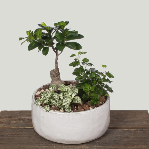 Композиция из растений 15