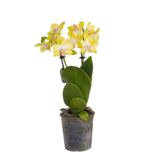 Орхидея фаленопсис мульти мила 2 цв 35/9 см