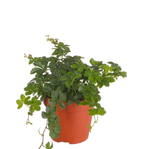 Партеноциссус инсерта 20/12 см