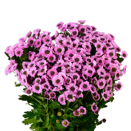 сантини инь янь розовая (25 шт)