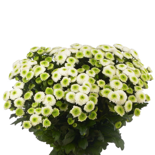 Сантини мавери уайт (25 шт)