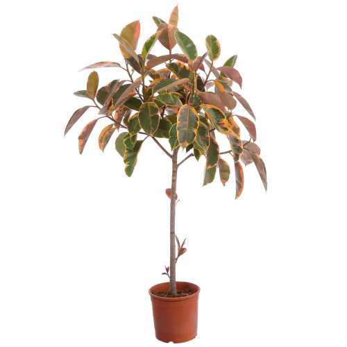 Фикус белиз штамб 130/24 см