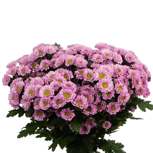 Сантини фабиани пинк (25 шт)