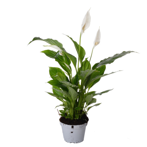 спатифиллум шртаусс 55/13 см
