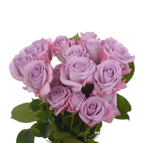 Кул вотер (25 шт)