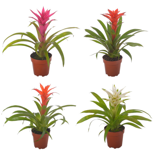 Гузмания микс 45/12 см