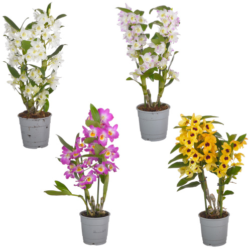 Орхидея дендробиум аполлон 2 цв 45/12 см