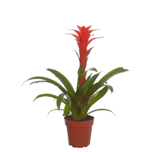 Гузмания калипсо 45/12 см