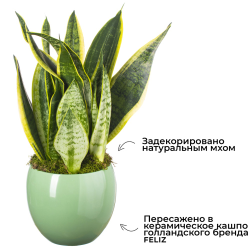 Сансевиерия футура суперба в зеленом кашпо 40/14 см