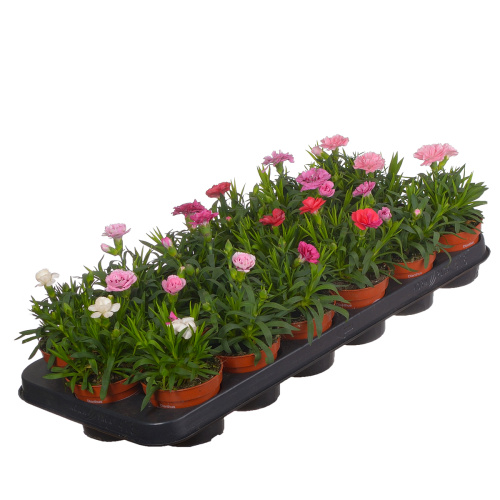 Гвоздика микс 20/10 см