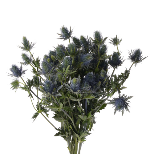 Эрингиум Супернова (5 шт)