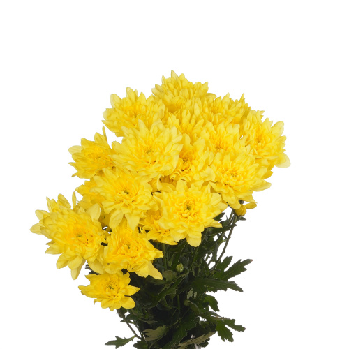 Алтай желтый хризантема кустовая (5 шт)