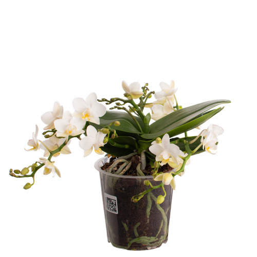 Орхидея фаленопсис уайлд фловерс 30/12 см