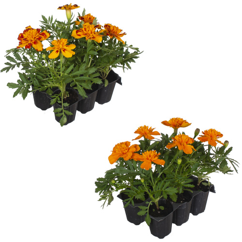 Рассада тагетес отклоненный (х6) 