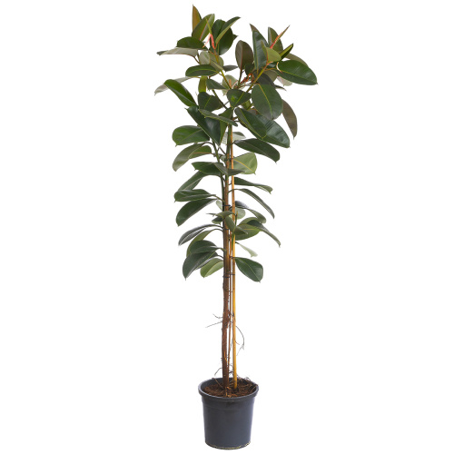 Фикус робуста штамб 200/30 см