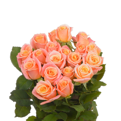 Мисс Пигги (20 шт) рм