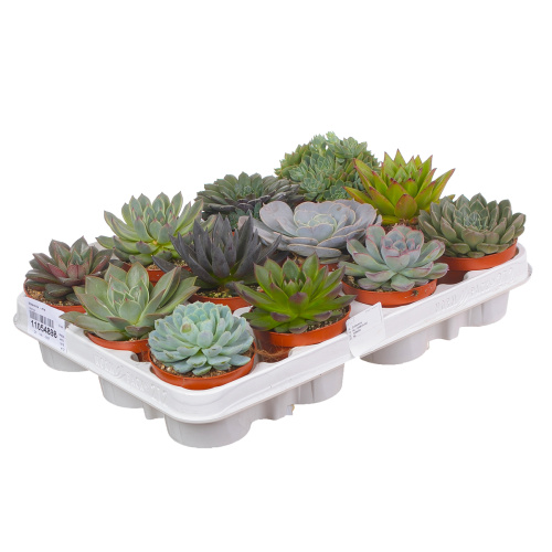 эхиверия микс 10/8 см