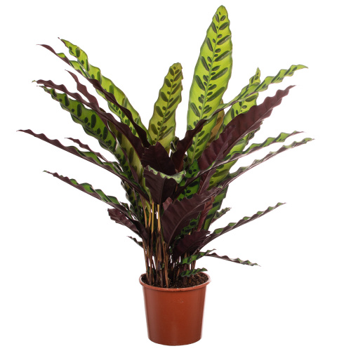 Калатея ланцифолия 65/17 см