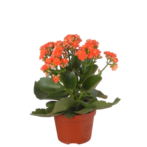 Каланхое оранж 25/10 см