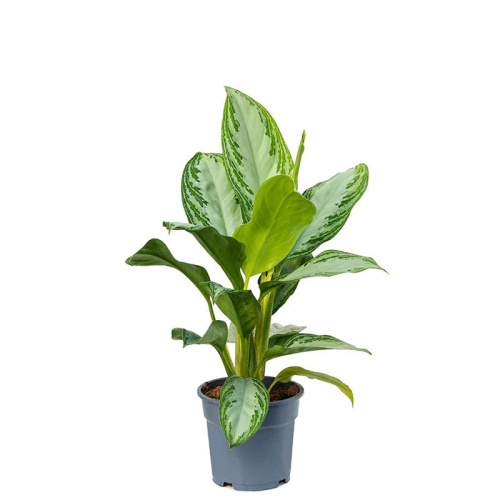 Аглаонема сильвер бэй 60/17 см