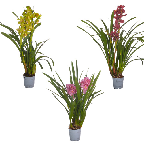 Орхидея цимбидиум микс 4 цв 75/14 см