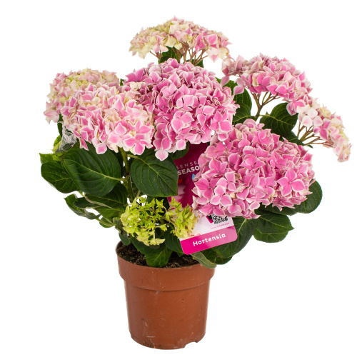 Гортензия пинк/уайт 40/14 см