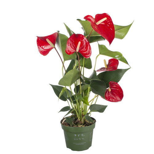 Антуриум куэрида 45/12 см