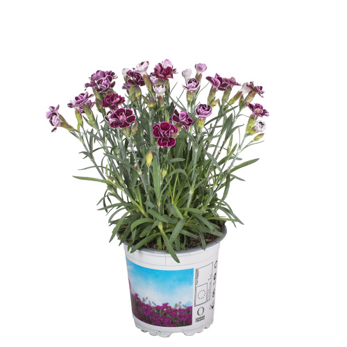 Гвоздика вива маджента 25/10 см