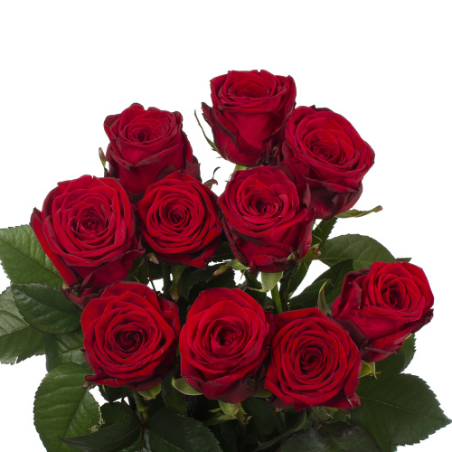 Рер пэшн (10 шт) рм