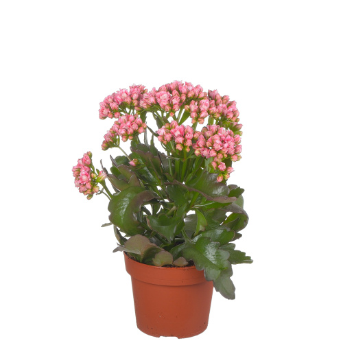 Каланхое пинк 40/14 см