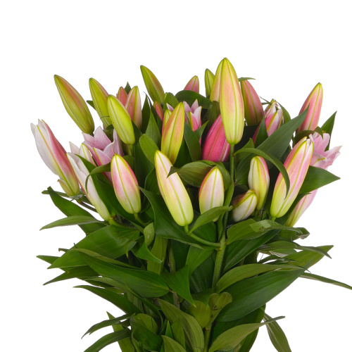 Лилия икс трейл (5 шт)