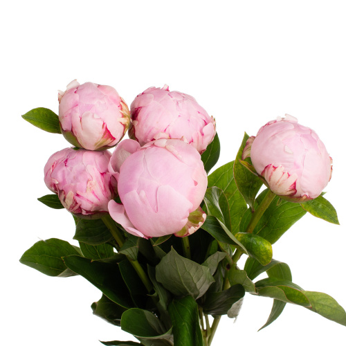 Пион сара бернардт Китай (5 шт)