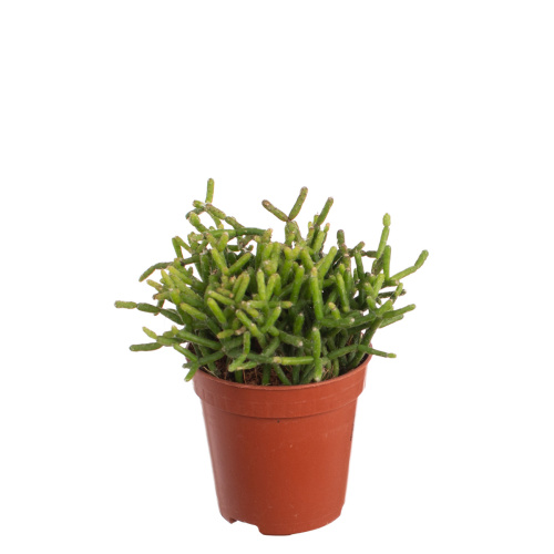 Рипсалис бацифера оазис 10/5 см