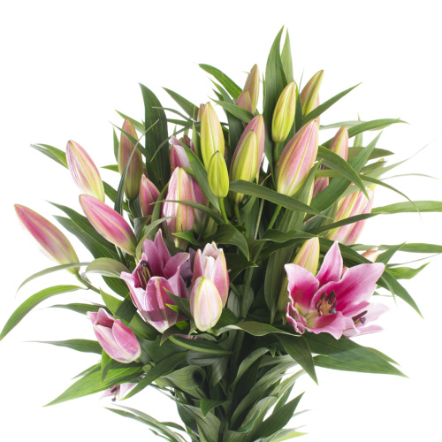 Лилия далиан (5 шт)