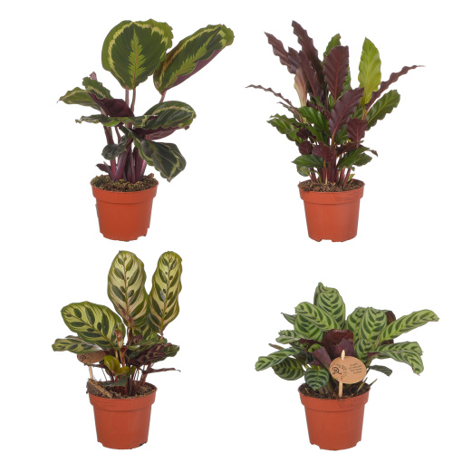 Калатея микс 35/12 см