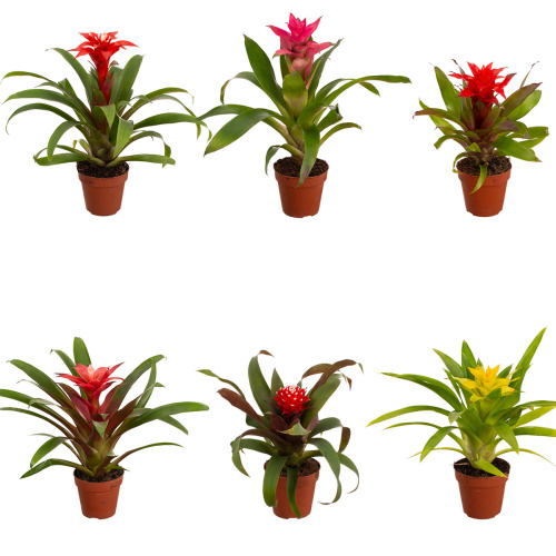 Гузмания микс 25/10 см