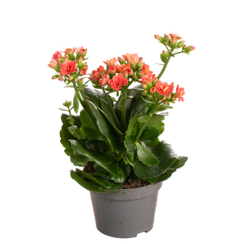 Каланхое оранж 30/14 см